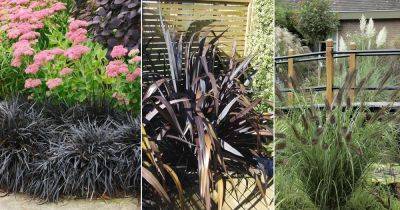 8 Best Black Grasses for Landscaping and Containers