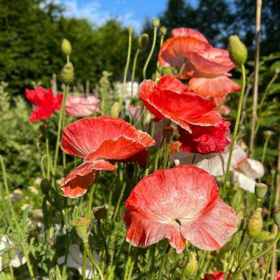 How to Grow Poppies and Favorite Varieties