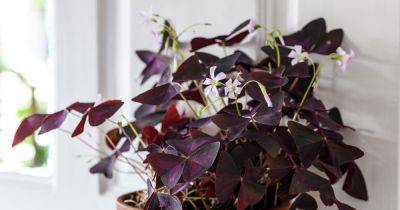 How to grow and care for Oxalis triangularis