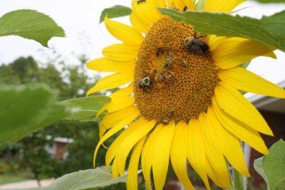 Sharing Nature with Children: Native Bees