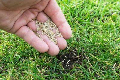 Here's When To Plant Grass Seed For Successful Establishment
