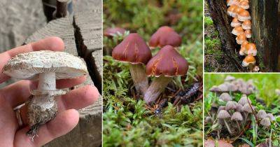 13 Poisonous Mushrooms in Tennessee