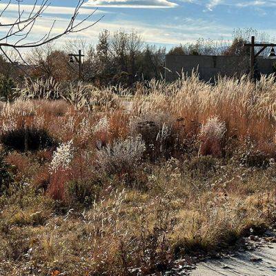 3 Warm-Season Ornamental Grasses That Excel in the Mountain West
