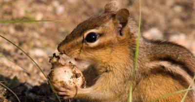 How to Protect Flower Bulbs From Rodent Damage