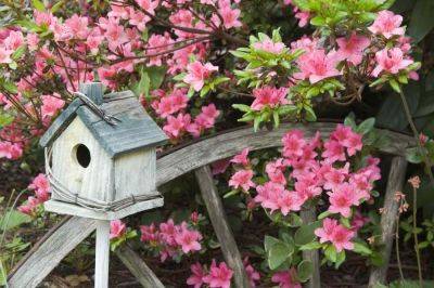 Why Birds Don't Use Your Birdhouse, According To An Expert