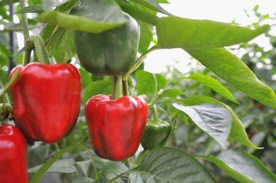The 9 Best Companion Plants For Peppers