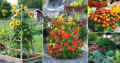 12 Flowers For Herb Garden | Flowers to Plant with Herbs