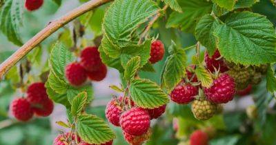 Your gardening questions answered: What’s wrong with my raspberries?