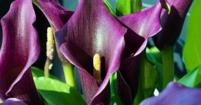 Easy Fixes for Calla Lilies That Won’t Bloom