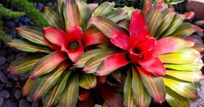 When and How to Water Bromeliads