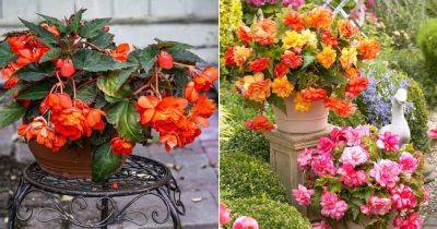 Begonia Flower Meaning and Symbolism