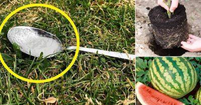 Always Put a Tablespoon of Sugar in a Planting Hole...For this Reason!