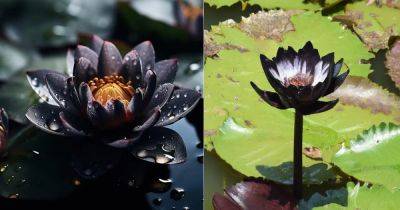 Black Lotus Meaning and Symbolism