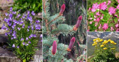 28 Best Swedish Flowers for the Garden