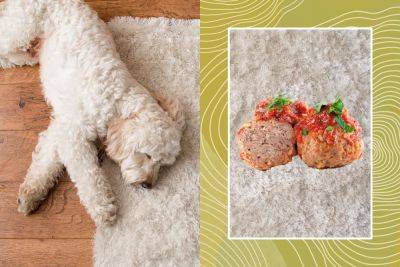 Why Is ‘The Meatball Test’ Trending In Pet-Friendly Homes?