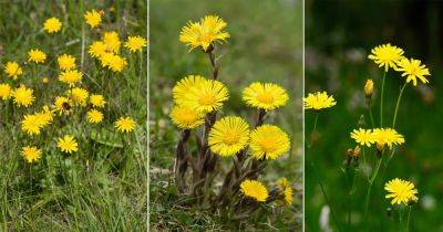 14 Flowers That Look Like Dandelions But Are Not