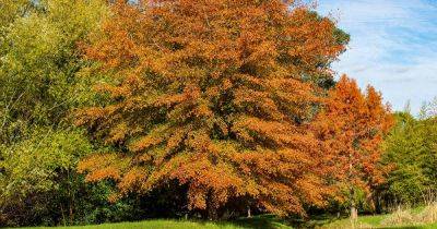 How to Grow and Care for Willow Oak Trees