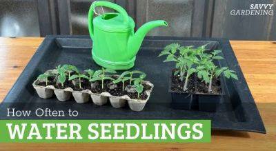 How Often to Water Seedlings and How to Do It Right
