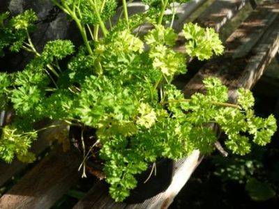 Perfect Parsley