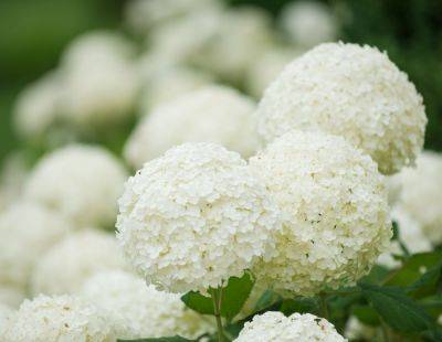 15 Beautiful White Flowers For Your Garden