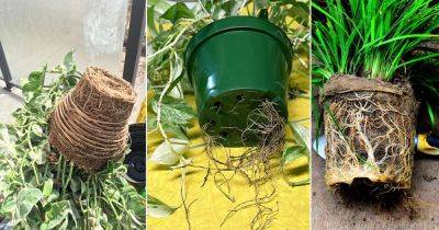 5 Common Rootbound Plant Symptoms and Solutions