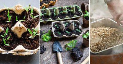 Use Smoke to Germinate Seeds Faster and Successfully