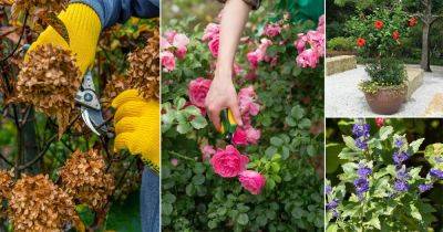 14 Plants You Should Prune in March for More Flowers