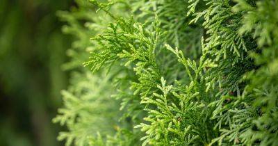 How to Grow and Care for a Juniper Tree