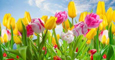 Tips for Growing Tulips in Warm Climates