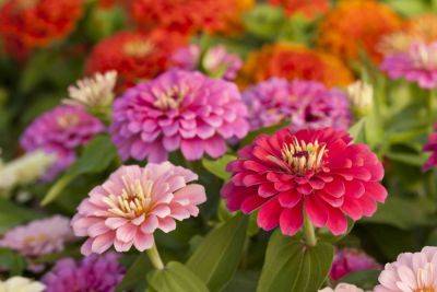 How to Grow Dozens Of Zinnias From Just One Flower