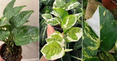Pothos Leaves Turning White: What To Do