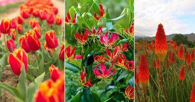 13 Flowers That Look Like Fire and Flame