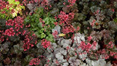How to Grow Coral Bells