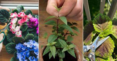 18 Plants that Grow Well After Pinching
