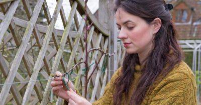 Frances Tophill's guide to April pruning