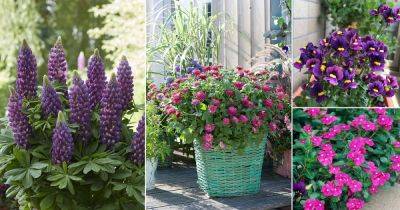 27 Best Purple Annual Flowers for Containers