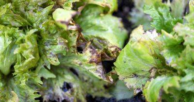 How to Identify and Manage Soft Rot in Lettuce