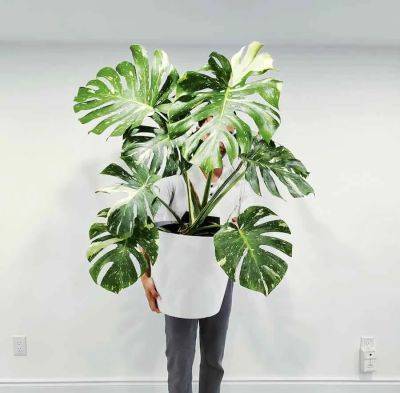 collectible houseplants, with darryl cheng