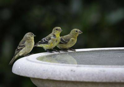 How To Attract Birds To Your Birdbath, According To An Expert