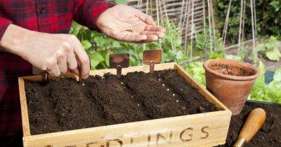 From seed to perfect plants and veg: tips to guarantee a bountiful garden