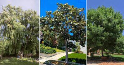 14 Fast Growing Shade Trees in California