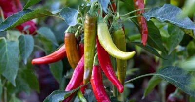 Tips for Growing Cayenne Peppers