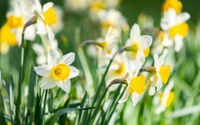 How to Store Daffodil Bulbs
