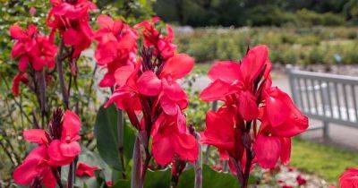 Why Your Canna Lilies May Fail to Bloom