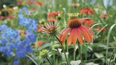 Colorful Summer Plantings for Sun and Shade
