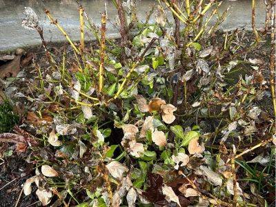 Brian Minter: There will still be life in that dead looking garden after January cold snap