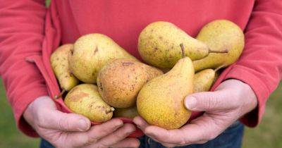 How to Grow Pears