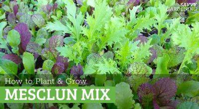 Mesclun Mix: How to Plant, Grow, and Harvest Gourmet Greens