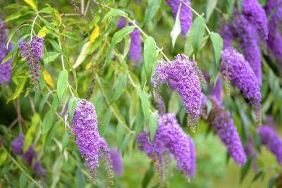 Why You'll Want To Rethink Planting Butterfly Bush If You Want To Attract Pollinators
