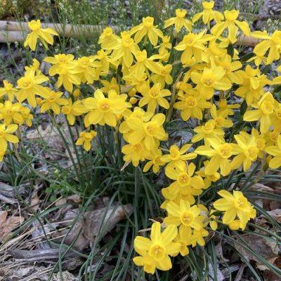 Joseph’s Favorite Daffodils